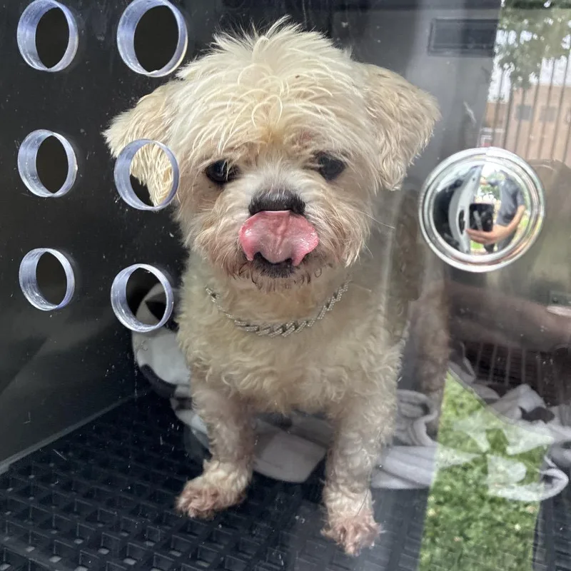 An adult small-sized male White / Cream Mixed Breed dog named Eddie Murphy for adoption in Philadelphia, PA