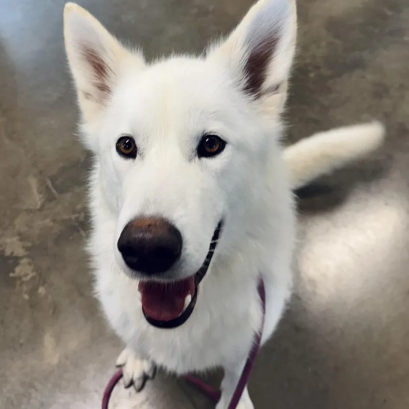 An adult large-sized female White / Cream Husky dog named Ronnie for adoption in Rock Falls, IL