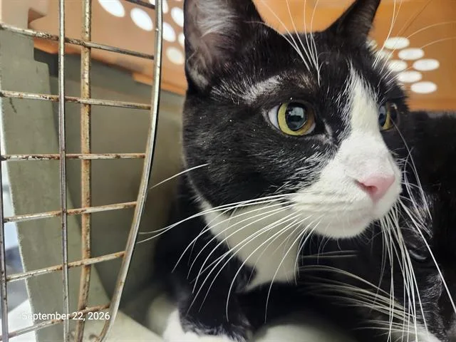 An adult large-sized female Domestic Short Hair cat named Sage for adoption in Santa Cruz, CA