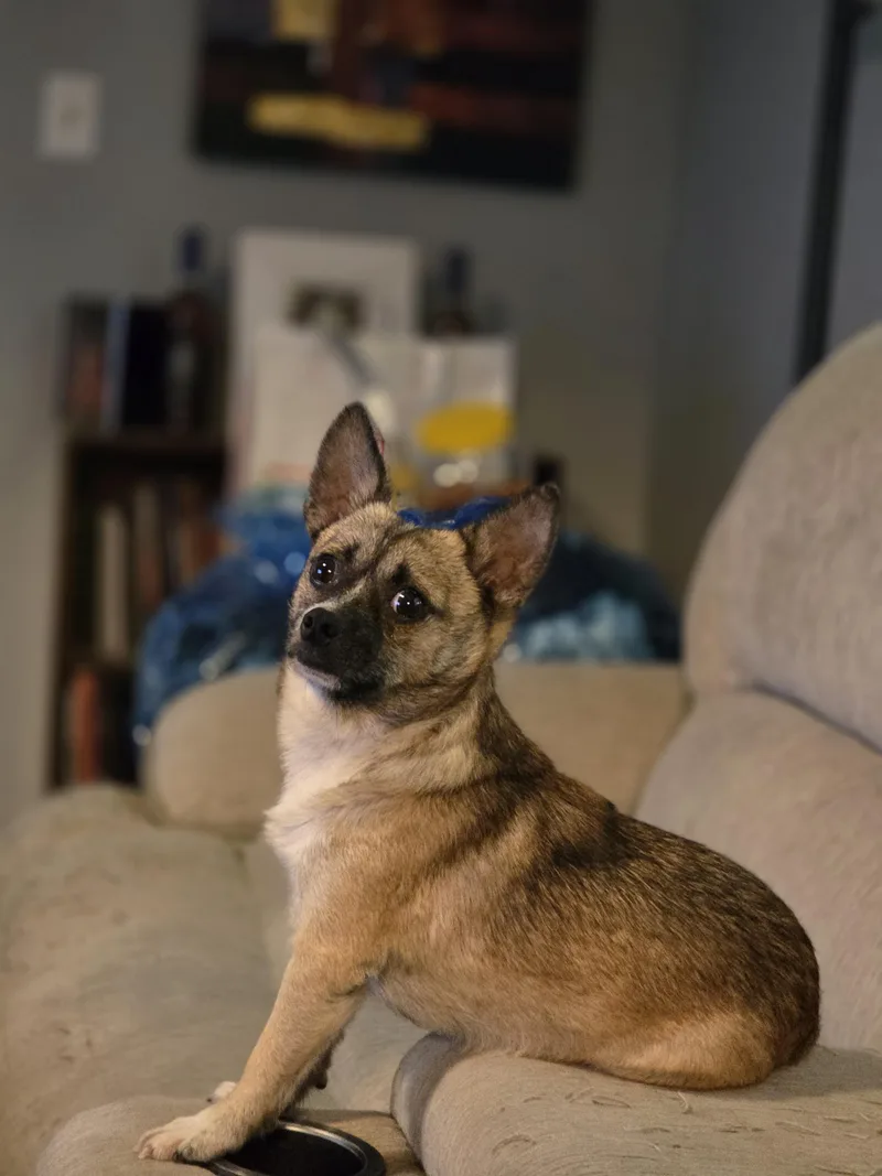 An adult small-sized male Chihuahua dog named Jorge for adoption in Richmond, KY