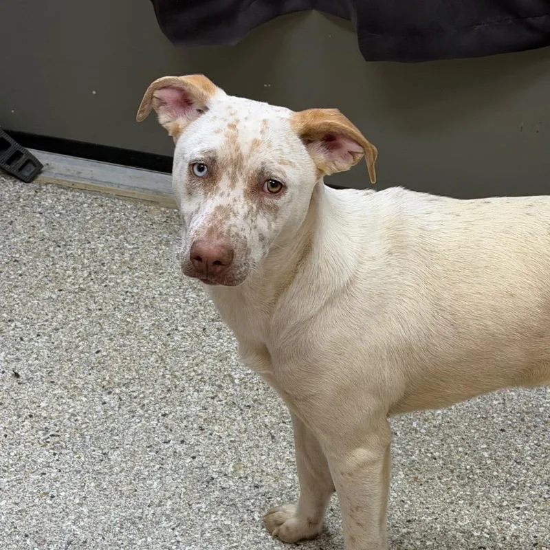 An adult medium-sized female White / Cream Cattle Dog dog named Mystic for adoption in Detroit Lakes, MN