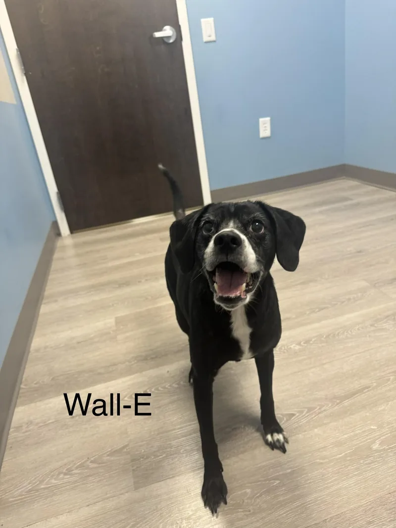 An adult medium-sized female Black Beagle dog named WallE for adoption in Ulster, PA