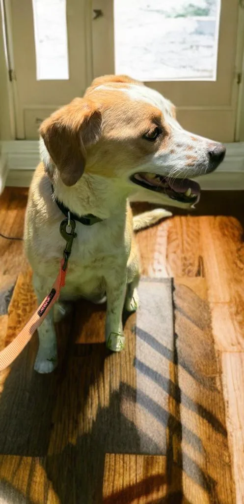 A young medium-sized female Cocker Spaniel dog named Maisie Harris for adoption in Sumter, SC