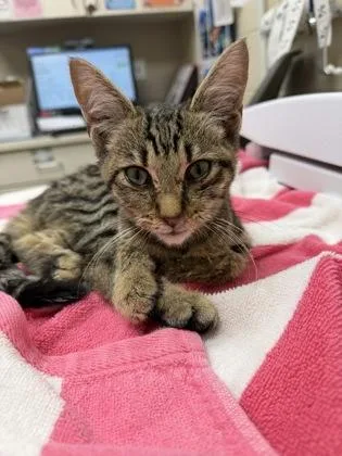 A baby small-sized male Domestic Short Hair cat named Balsamic for adoption in Westland, MI
