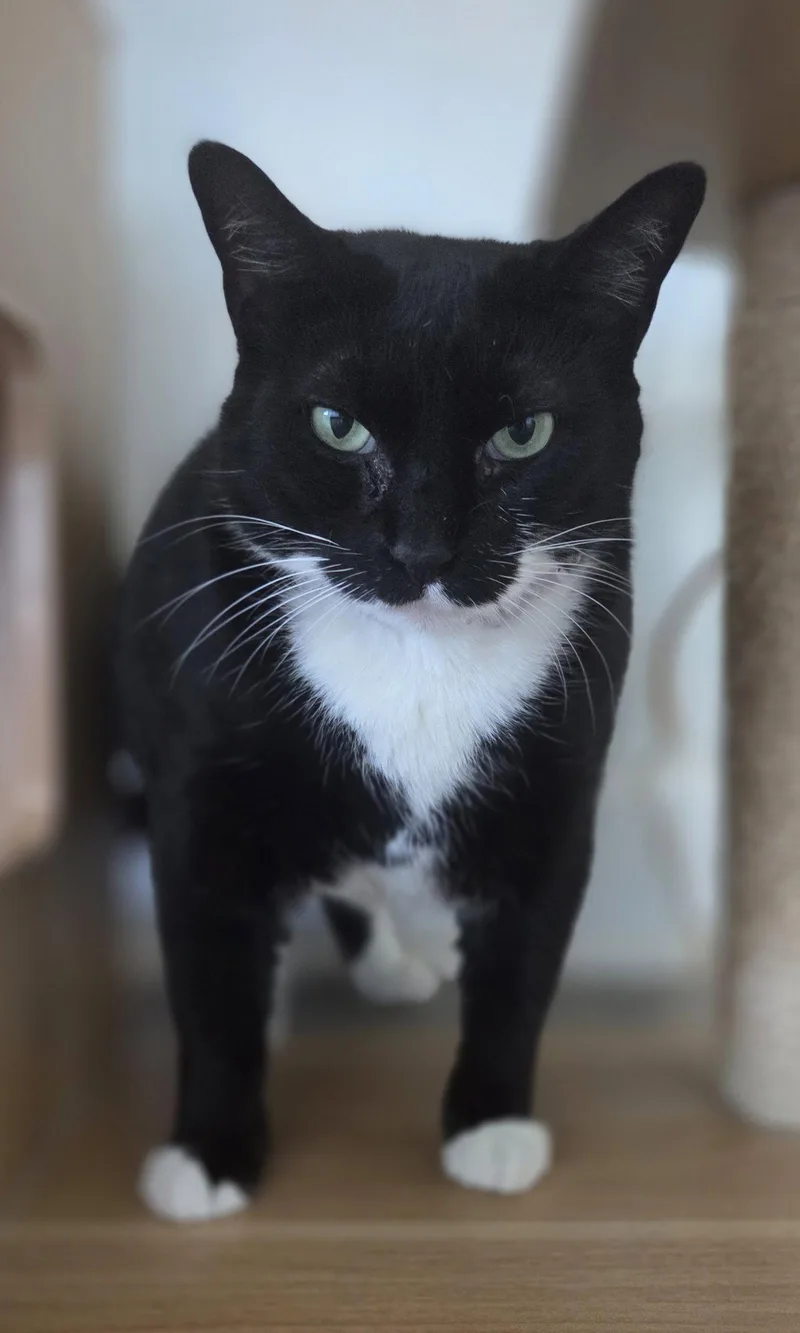 An adult large-sized female Domestic Short Hair cat named Wednesday for adoption in Magnolia Springs, AL
