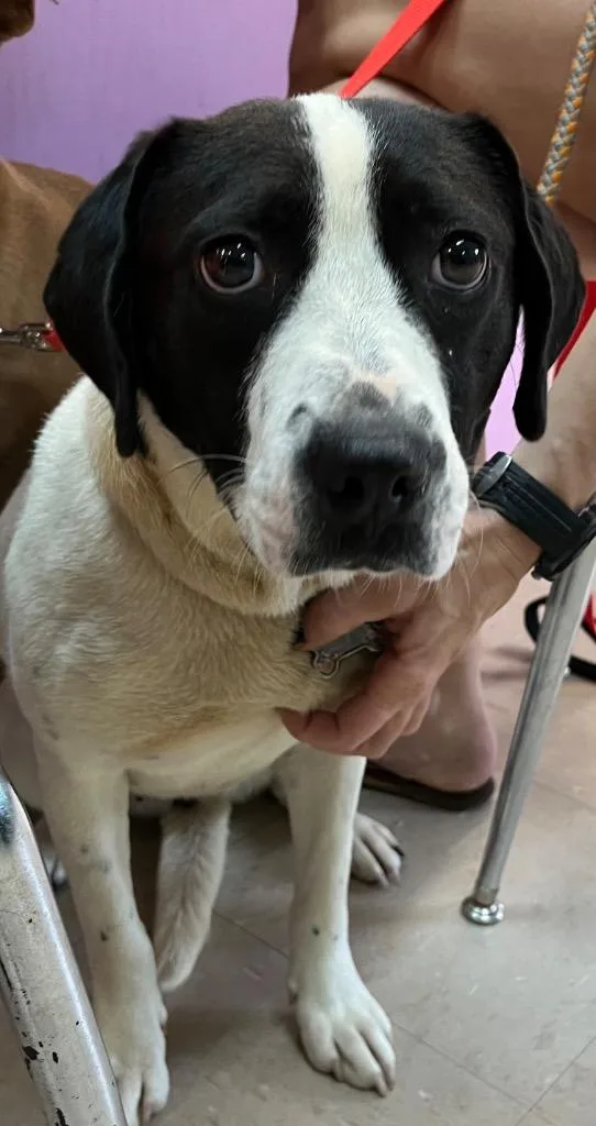 Oreo aka Rosie thumbnail 2