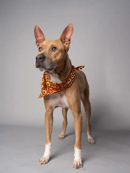 An adult large-sized female Pit Bull Terrier dog named Suga for adoption in Atlanta, GA