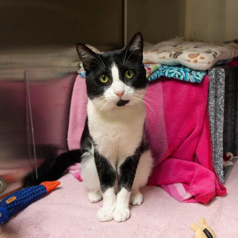 An adult medium-sized male Black Domestic Medium Hair cat named Pulisic for adoption in Pasadena, CA