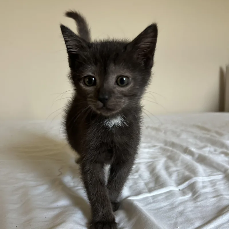 A baby medium-sized female Black Domestic Short Hair cat named Obsidian for adoption in Greensboro, NC