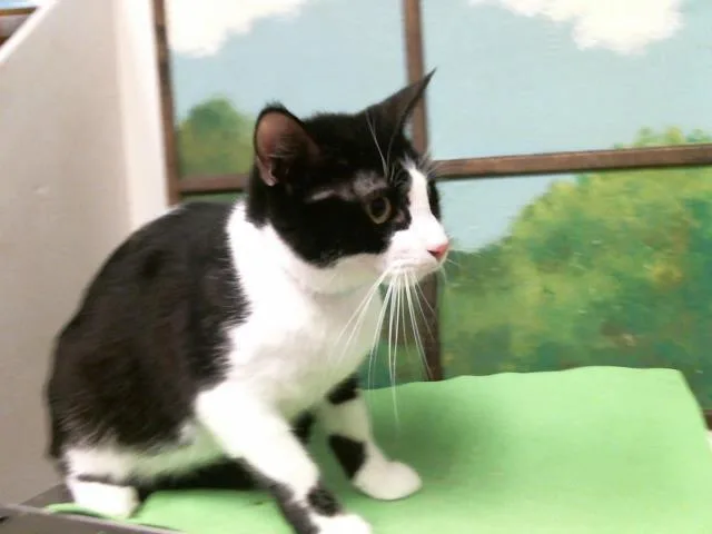An adult medium-sized female Domestic Short Hair cat named D.w for adoption in Houston, TX