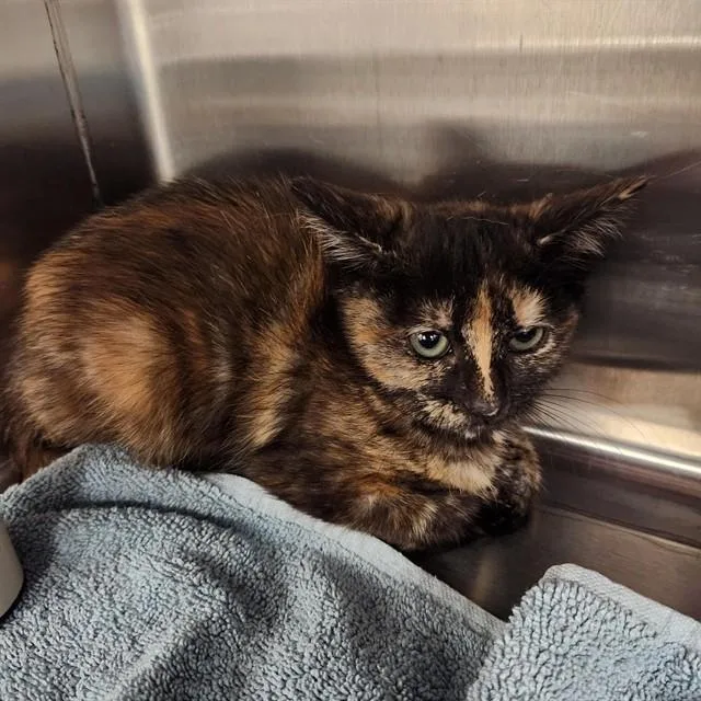 A baby medium-sized female Domestic Short Hair cat named Butterfly for adoption in Huntsville, AL