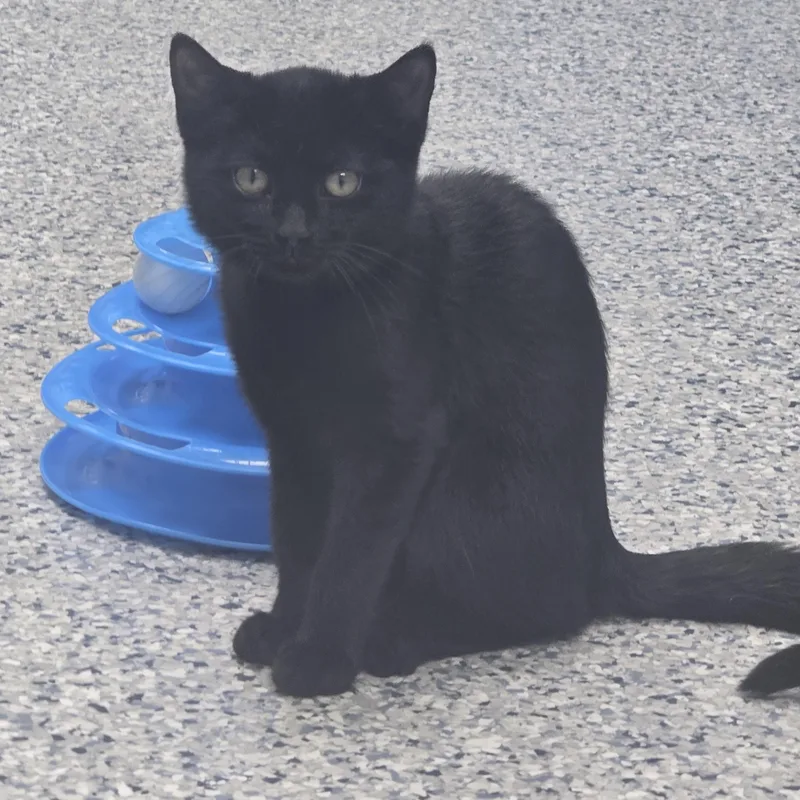 A baby medium-sized male Black Domestic Short Hair cat named Hugo for adoption in Farmington, MO