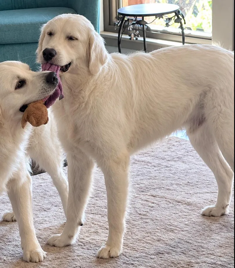 A young medium-sized male White / Cream Great Pyrenees dog named Boo Boy for adoption in Dallas, TX