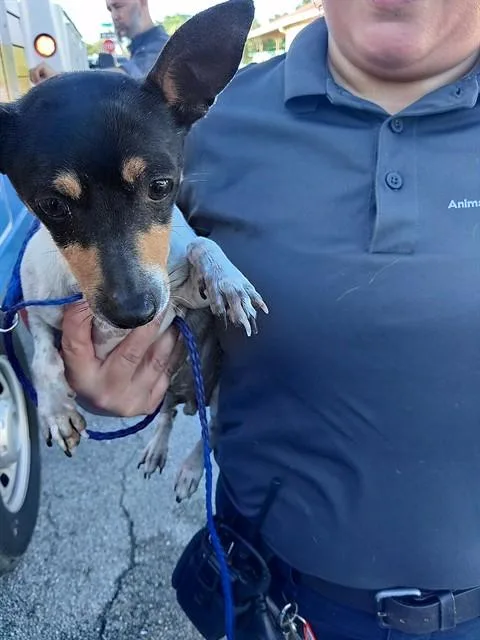 An adult small-sized male Chihuahua dog named Snoopy for adoption in Fort Lauderdale, FL