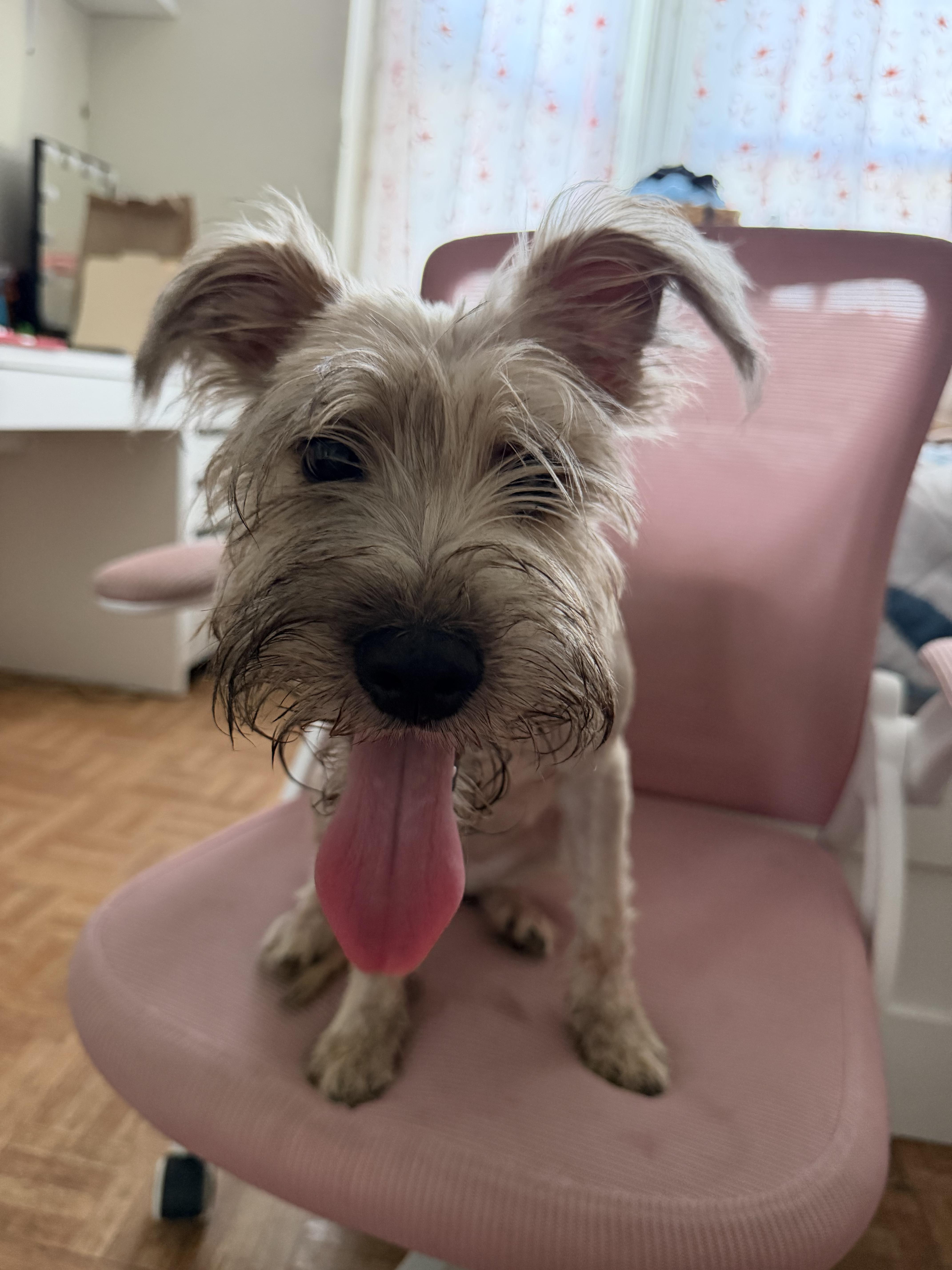 A baby small-sized female Sable Schnauzer dog named Candy for adoption in Newark, NJ