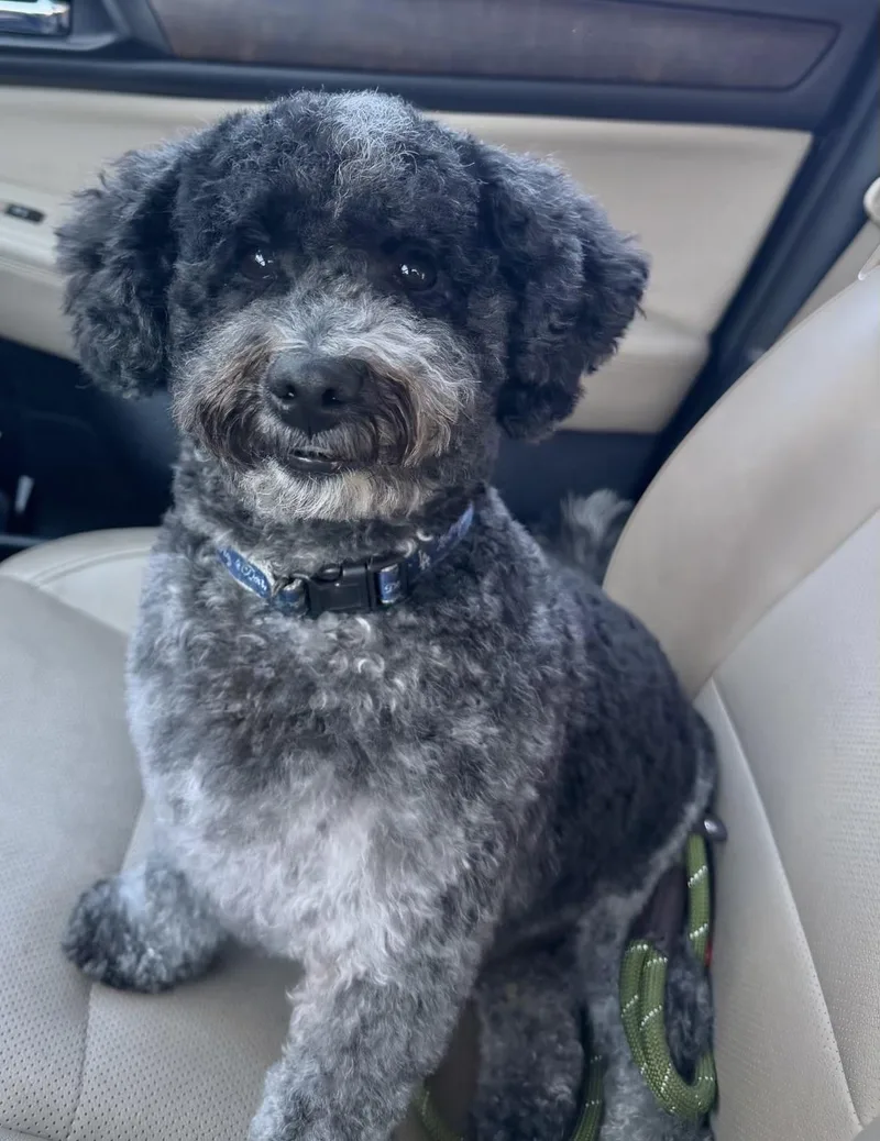 A young small-sized male White / Cream Miniature Poodle dog named Oreo for adoption in Corona Del Mar, CA