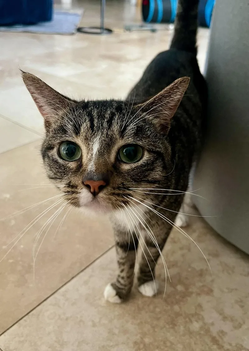 A young medium-sized male Tabby (Buff / Tan / Fawn) Domestic Short Hair cat named Luca The Sweetest Boy for adoption in Boca Raton, FL