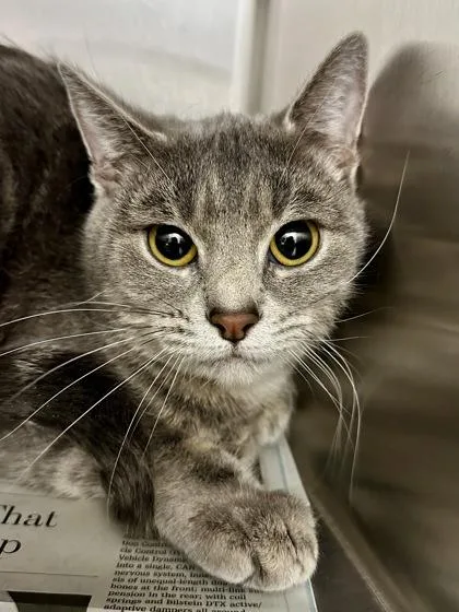 An adult medium-sized female Gray / Blue / Silver Domestic Short Hair cat named Figgy for adoption in Wichita, KS