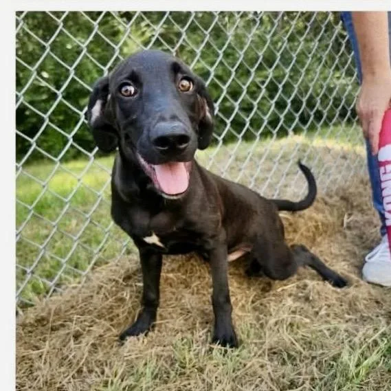 A young medium-sized male Black Labrador Retriever dog named Al for adoption in New Orleans, LA