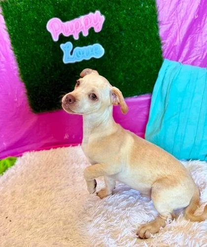A baby small-sized male Chihuahua dog named Cappuccino for adoption in Visalia, CA