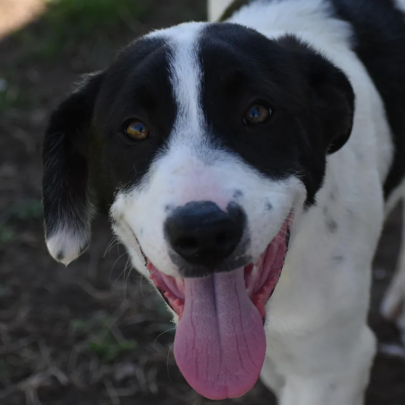 A young large-sized male Great Pyrenees dog named Reno for adoption in Auburn, NE