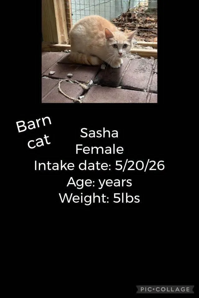 An adult small-sized female Cream Point Domestic Short Hair cat named Sasha for adoption in Staffordsville, KY