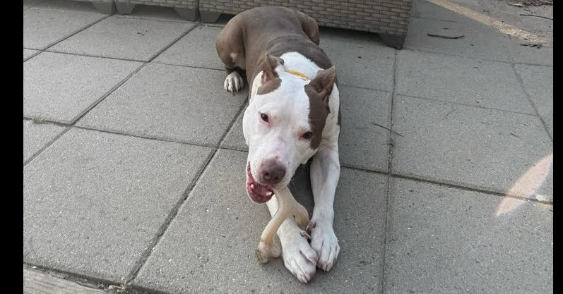 A young medium-sized male Tricolor (Brown, Black, & White) Mixed Breed dog named Banks for adoption in New York, NY