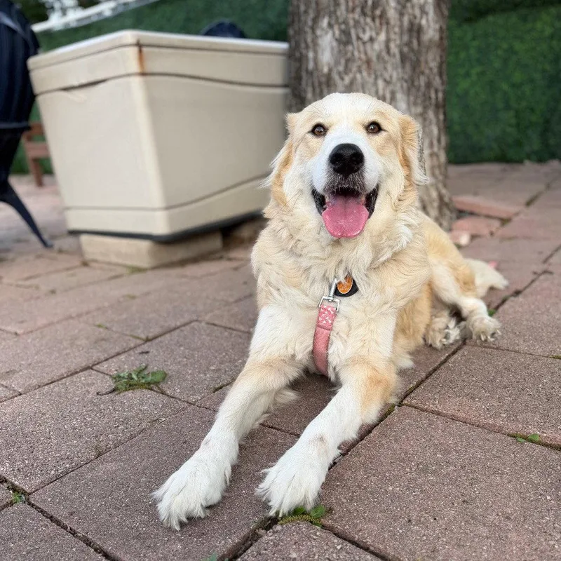 An adult extra large-sized female Golden Retriever dog named Lady for adoption in Dallas, TX
