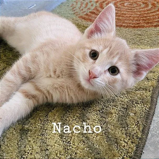 A baby small-sized male Domestic Short Hair cat named Nacho for adoption in Albert Lea, MN