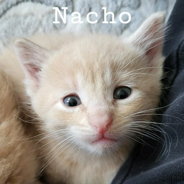 Nacho thumbnail 2