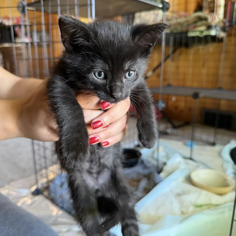 A baby small-sized male Black Domestic Short Hair cat named Black Beard for adoption in Carmel, IN