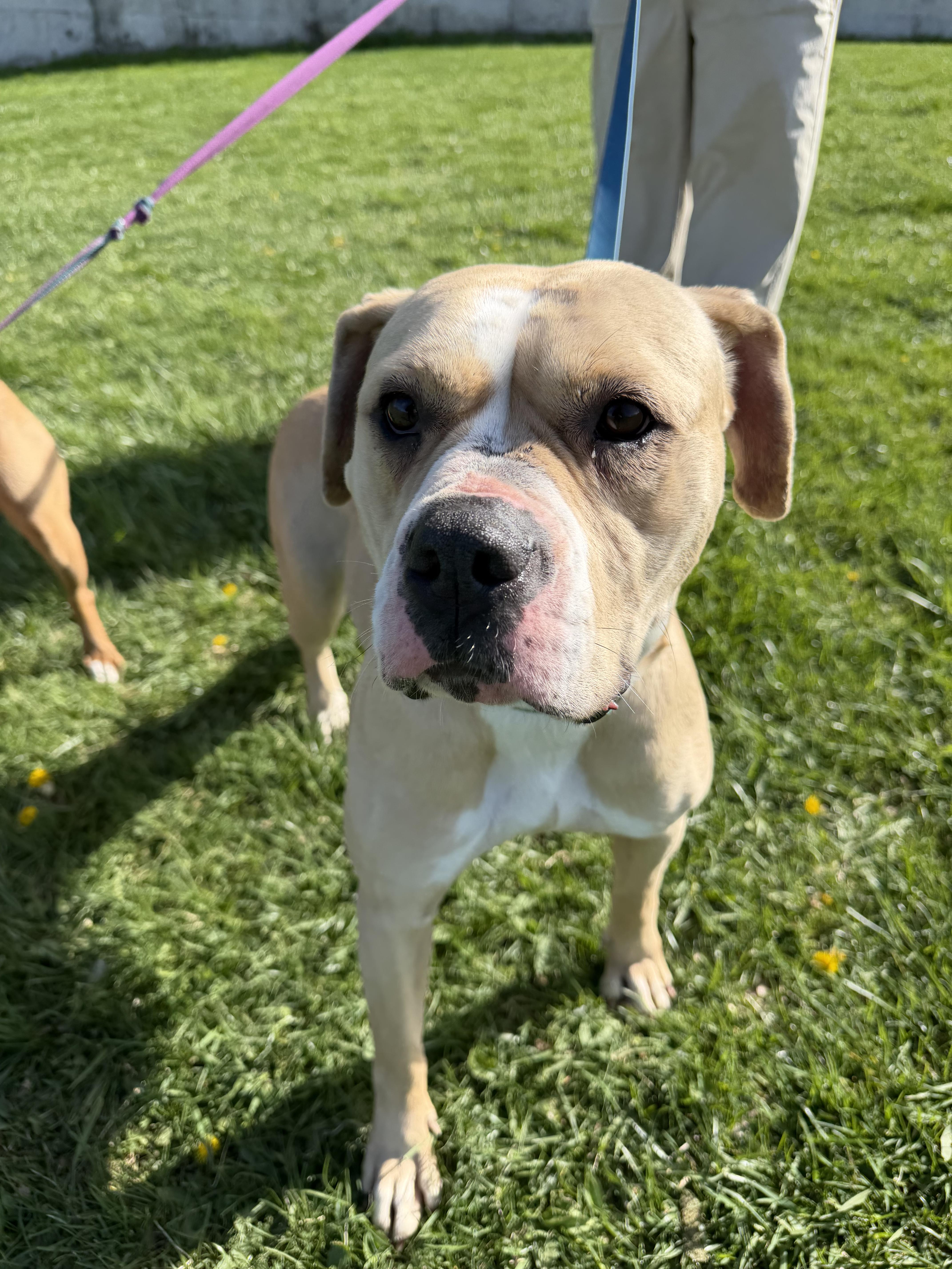 A young medium-sized female White / Cream Mixed Breed dog named Petunia for adoption in Vassalboro, ME