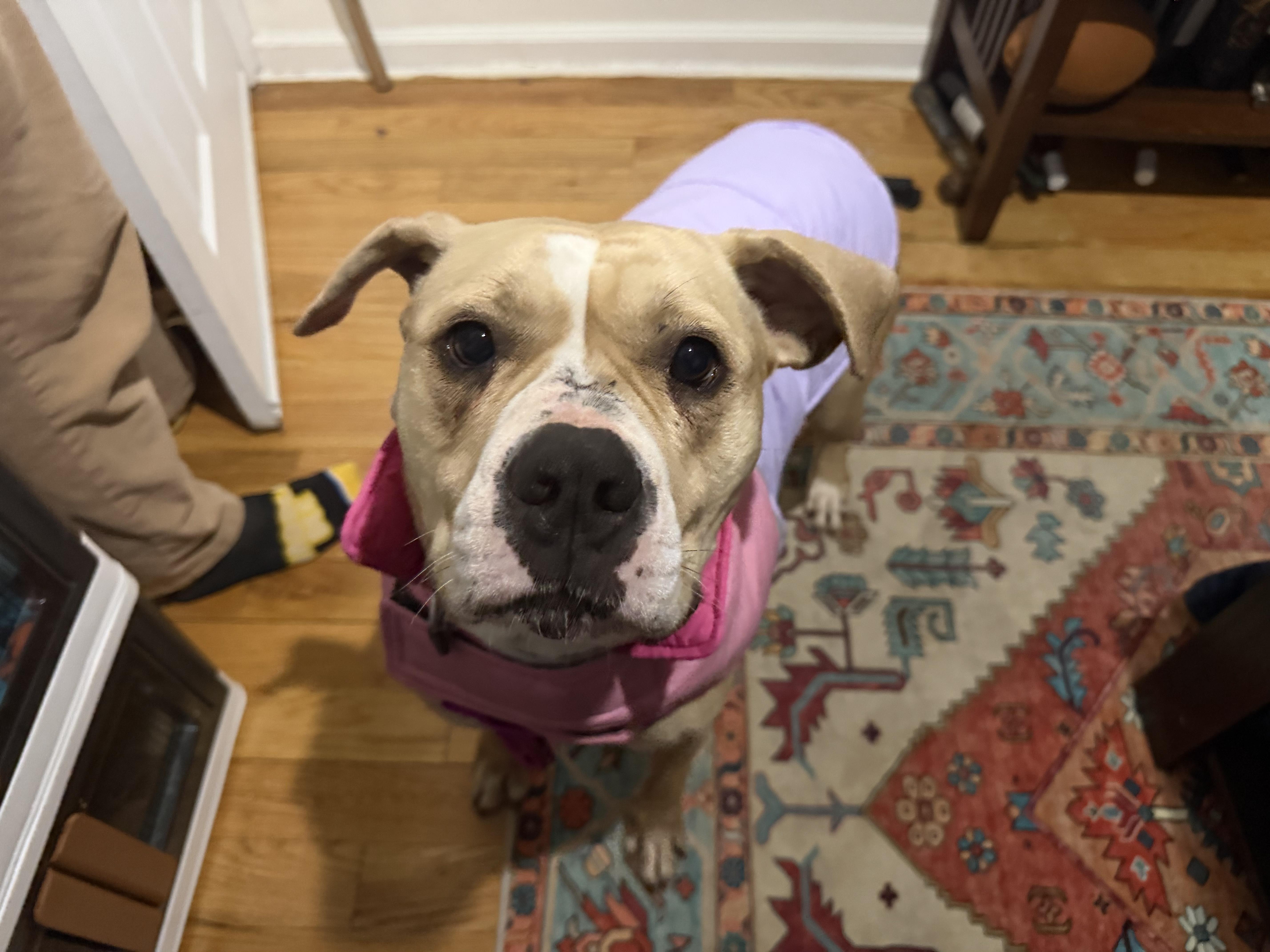 Petunia thumbnail 2