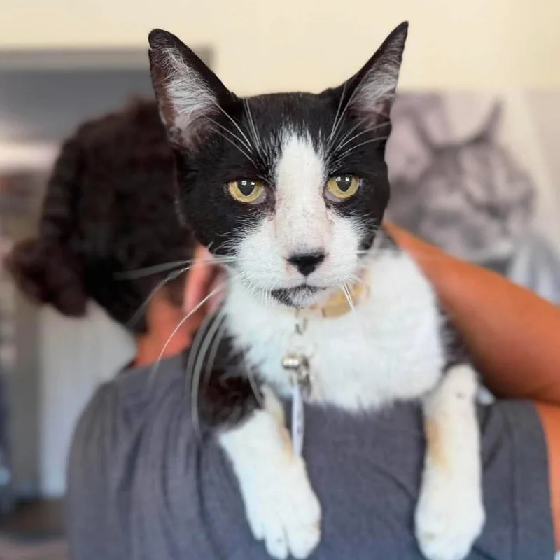 A senior large-sized male Black Domestic Short Hair cat named Jack Sparrow for adoption in Ramona, CA