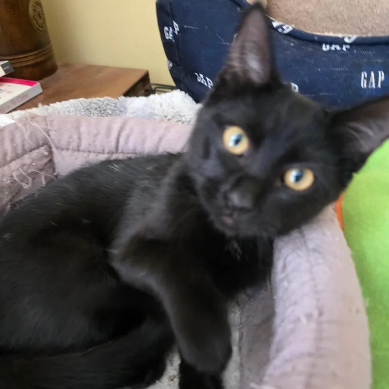 A baby small-sized female Black Domestic Short Hair cat named Morticia for adoption in Idaho Falls, ID