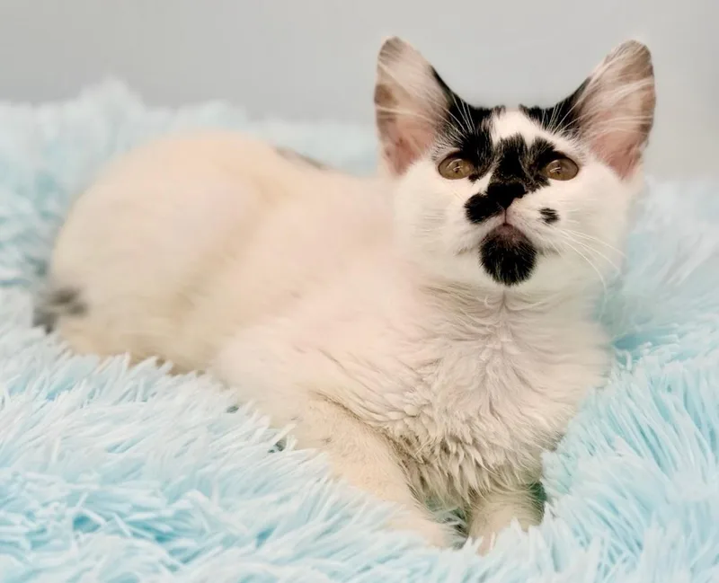 A baby medium-sized male Black & White / Tuxedo Domestic Long Hair cat named Qifrey for adoption in Covington, LA