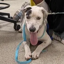 An adult medium-sized female White / Cream Mixed Breed dog named Sadie for adoption in Jacksonville, FL