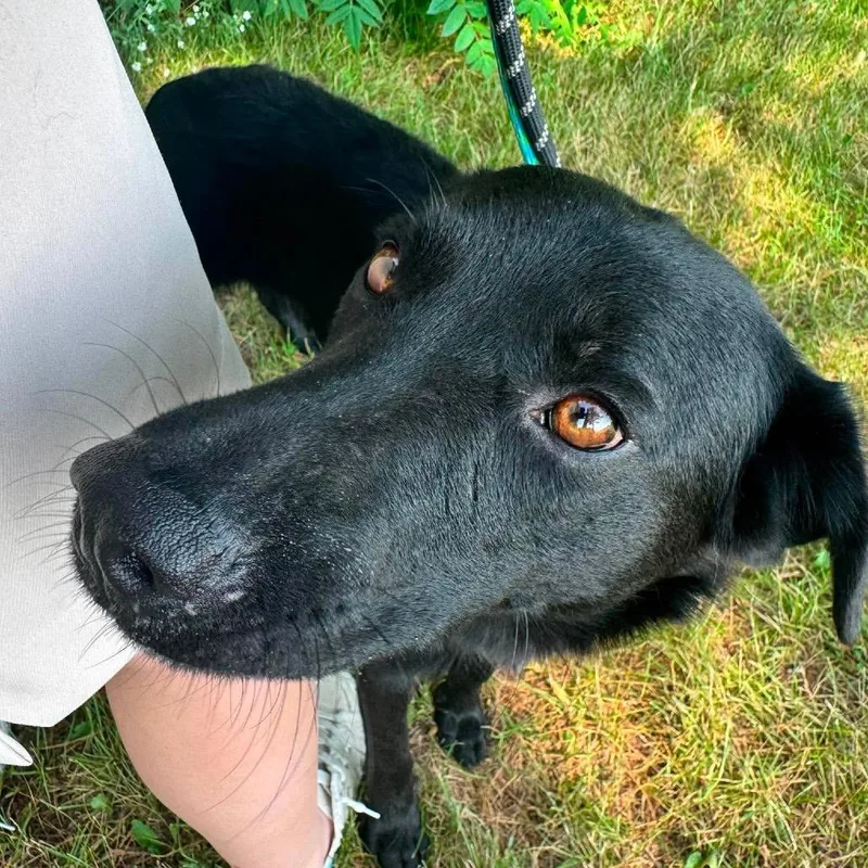 An adult medium-sized male Black Australian Shepherd dog named Dudley for adoption in Crystal, MN