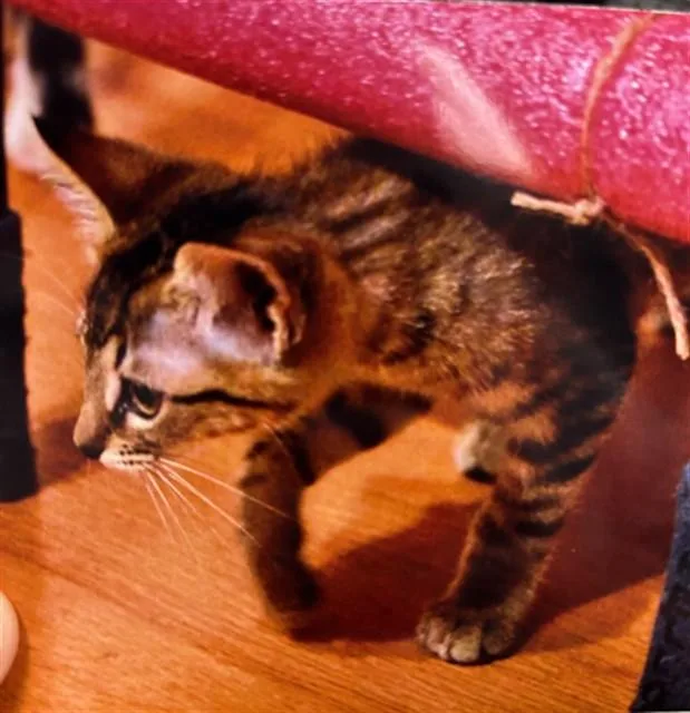A baby medium-sized female Domestic Short Hair cat named Raja A for adoption in Plano, TX