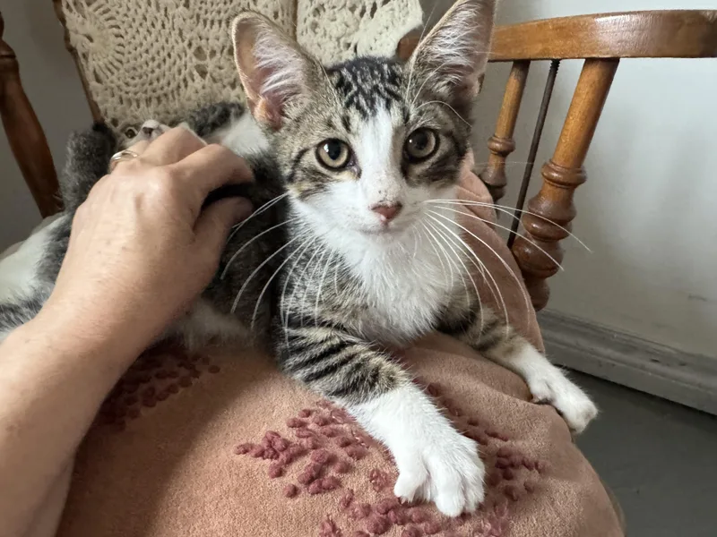 A baby medium-sized male Tabby (Buff / Tan / Fawn) Domestic Short Hair cat named Hamilton for adoption in Hooper, NE