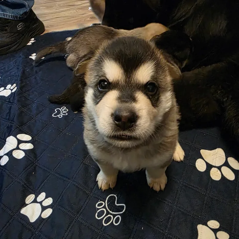 A baby small-sized male Gray / Blue / Silver Mixed Breed dog named Koda for adoption in Bismarck, ND
