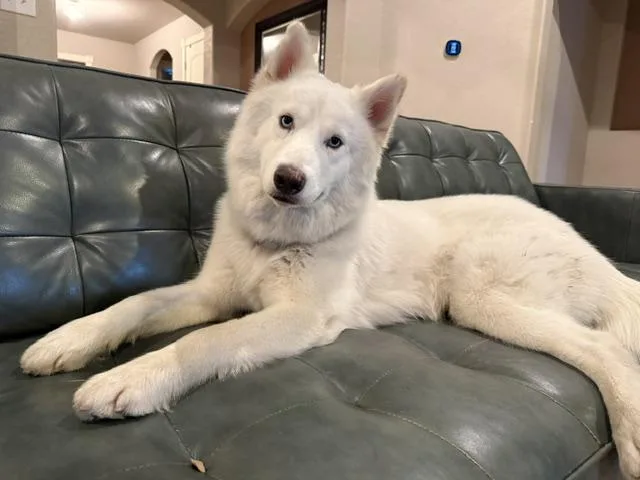 A young medium-sized male Husky dog named Ghost for adoption in San Antonio, TX