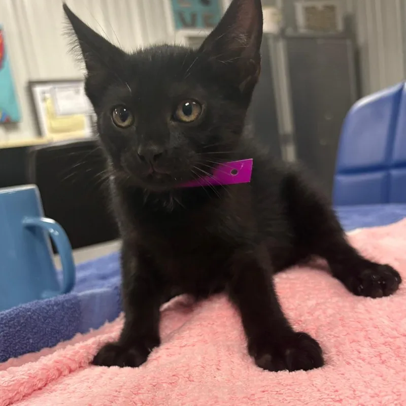 A baby small-sized female Black Domestic Short Hair cat named Leopard for adoption in Tulsa, OK