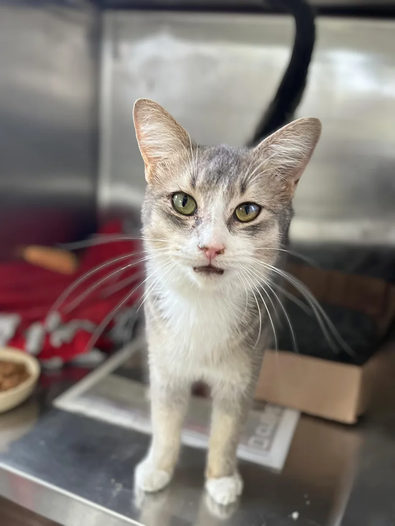 An adult medium-sized male Gray & White Domestic Short Hair cat named Al for adoption in Seville, OH