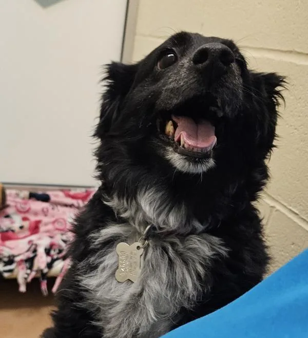 An adult medium-sized female Australian Shepherd dog named Peachy for adoption in Kennewick, WA