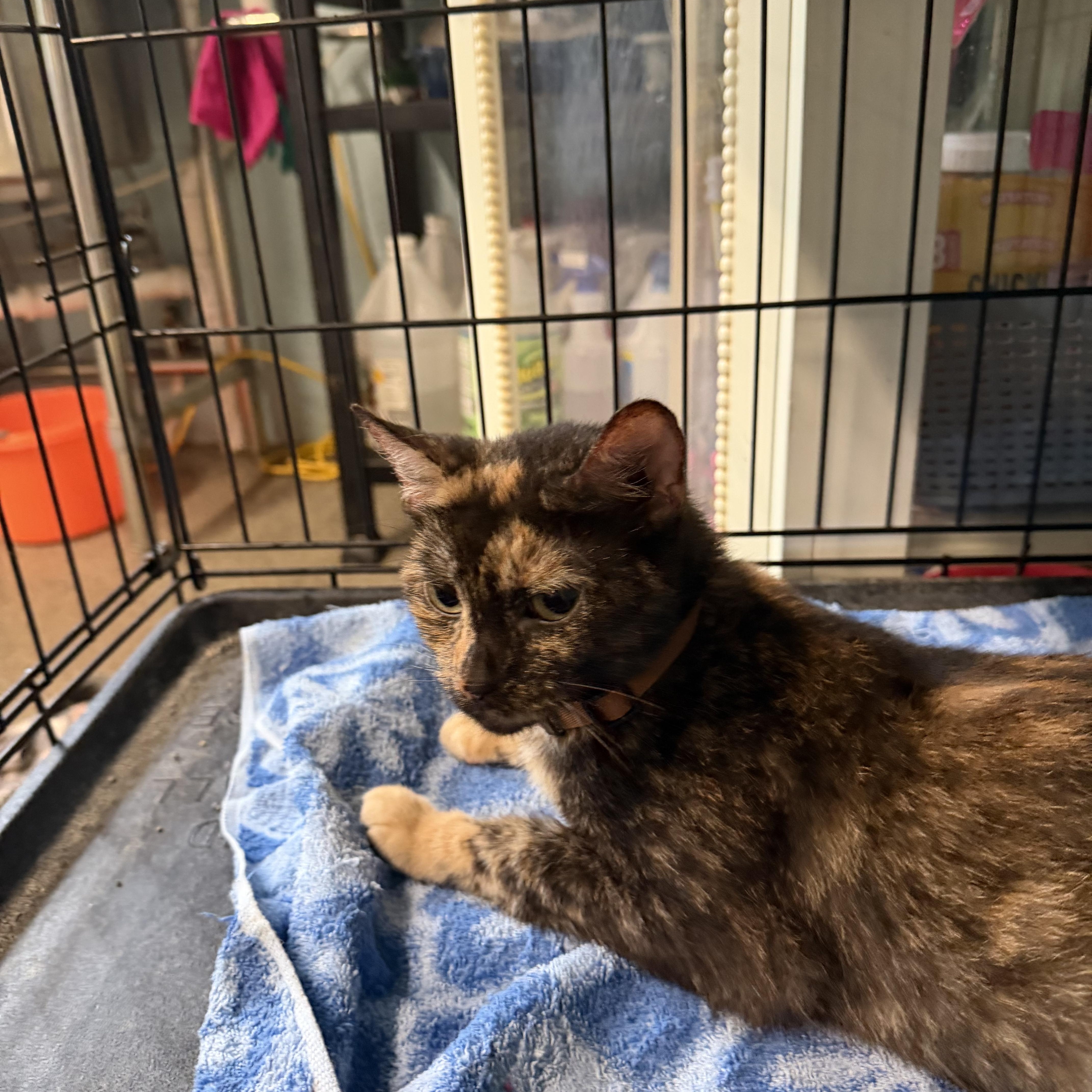 An adult medium-sized female Domestic Short Hair cat named Sassy for adoption in Warren, OH