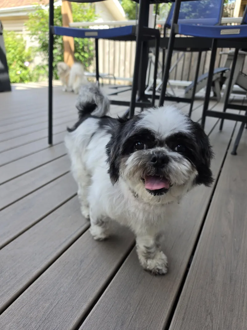 An adult small-sized female Shih Tzu dog named Coco for adoption in Chicago, IL