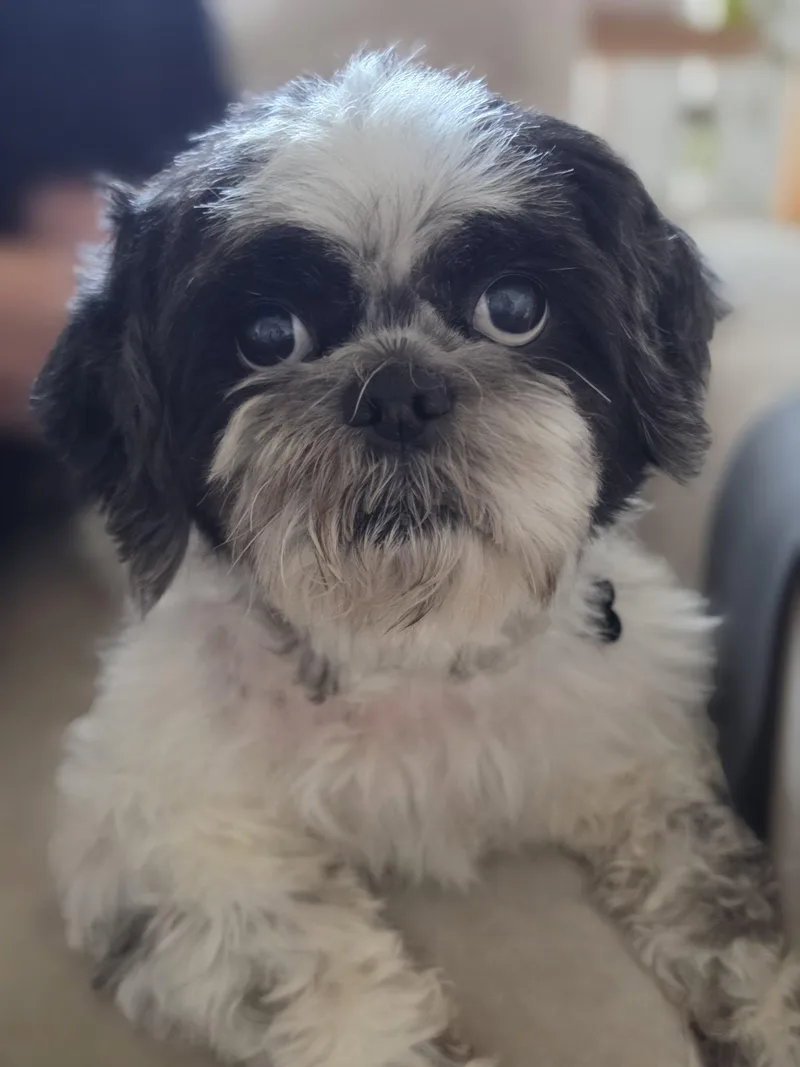 Coco thumbnail 2