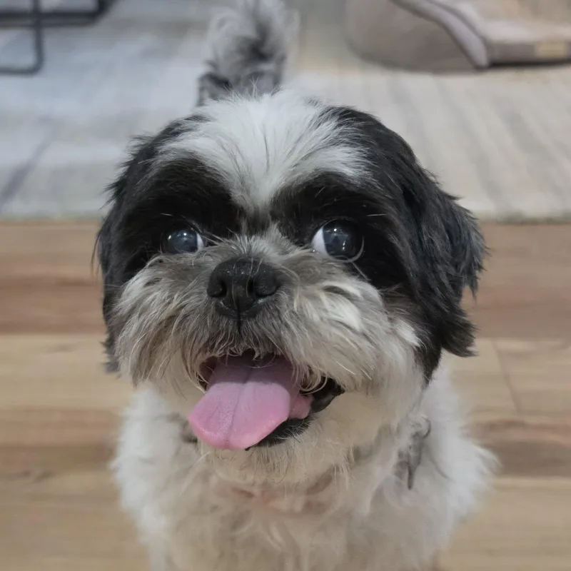 Coco thumbnail 5