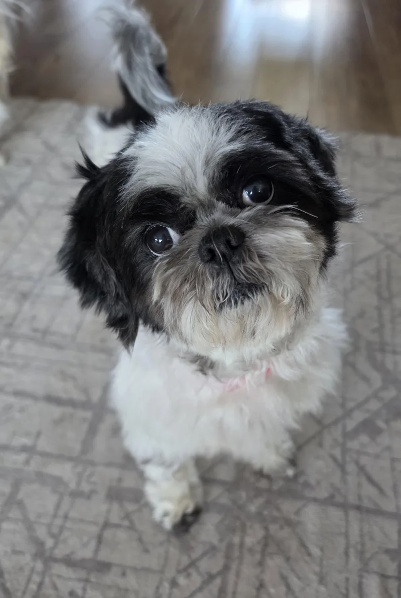 Coco thumbnail 6